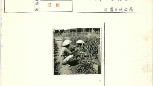传统农夫照料整齐菜园劳作场景.jpg