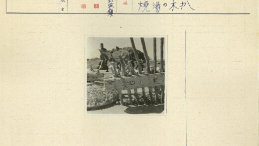传统农耕牛拉木犁耕作.jpg