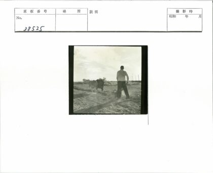 传统农耕的双牛犁地.jpg