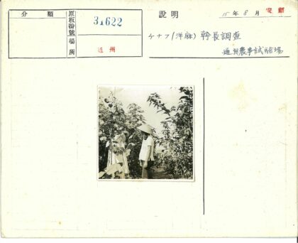 传统圆锥帽花园留影.jpg