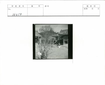 传统庭院冬日白玉兰景色.jpg