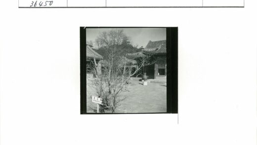 传统庭院冬日白玉兰景色.jpg