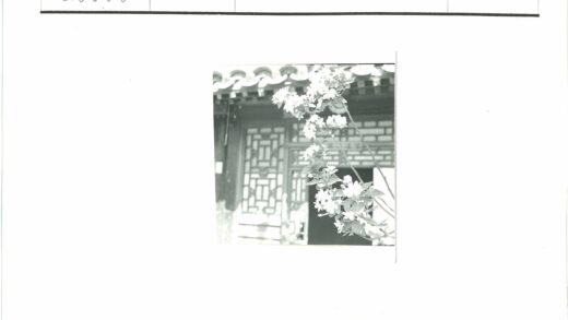 传统建筑与鲜花树枝.jpg