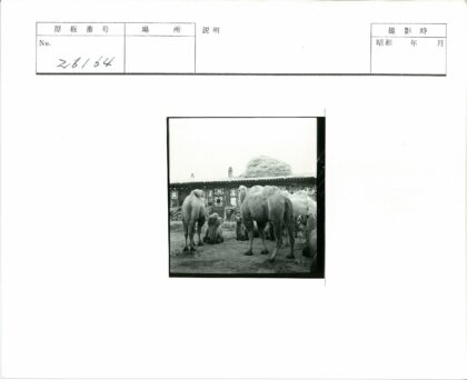 传统建筑前休憩的骆驼.jpg