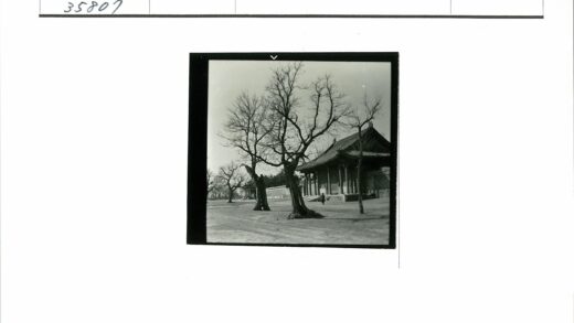 传统建筑前光秃树木.jpg