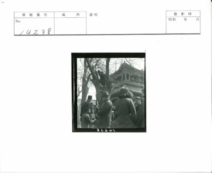 传统建筑前攀树的人群.jpg