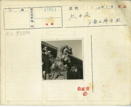 传统建筑前狮子雕像与鲜花特写.jpg