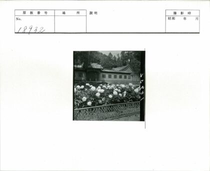 传统建筑前白花盛开.jpg