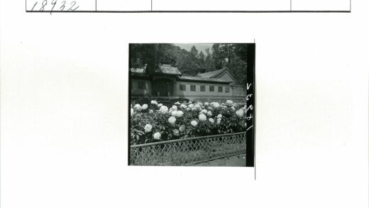 传统建筑前白花盛开.jpg