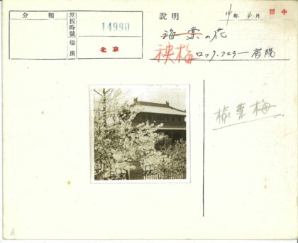 传统建筑前的白花盛开.jpg