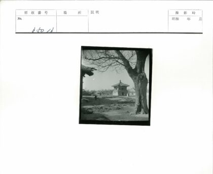 传统建筑前的老树土路.jpg