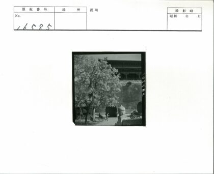 传统建筑前盛开的黄包车大树.jpg