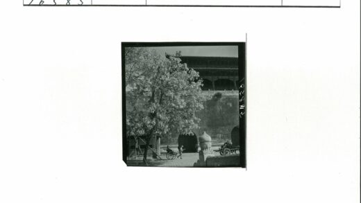 传统建筑前盛开的黄包车大树.jpg