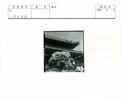 传统建筑前盛开鲜花特写.jpg