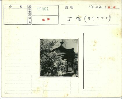 传统建筑前绽放的花朵.jpg