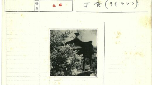 传统建筑前绽放的花朵.jpg