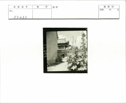 传统建筑前高大开花植物.jpg