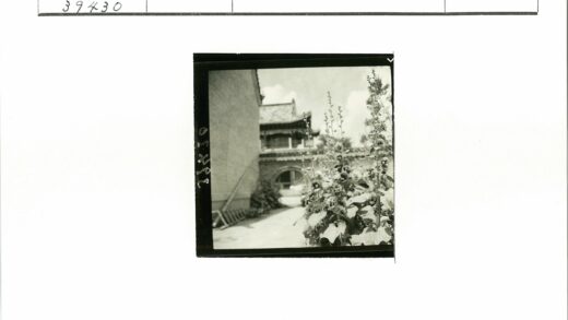 传统建筑前高大开花植物.jpg