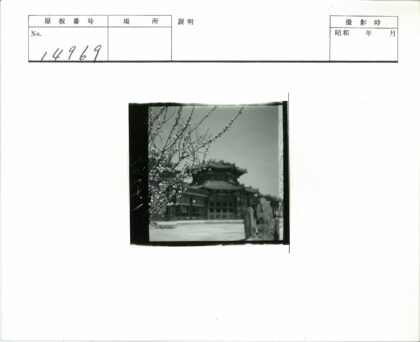 传统建筑华丽屋顶与盛开树枝.jpg