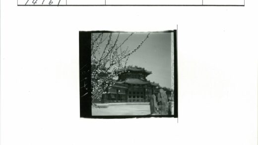传统建筑华丽屋顶与盛开树枝.jpg