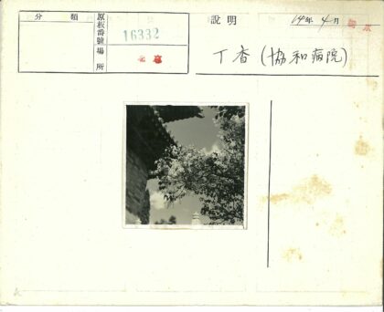 传统建筑屋檐下花枝盛开.jpg
