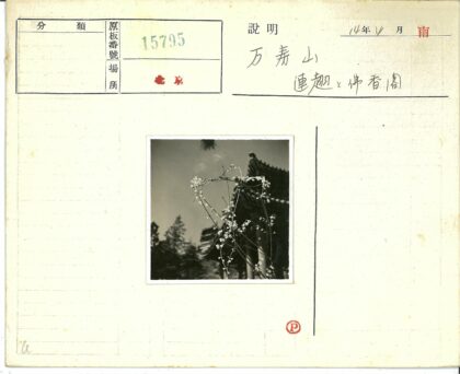 传统建筑屋顶与小花前景.jpg