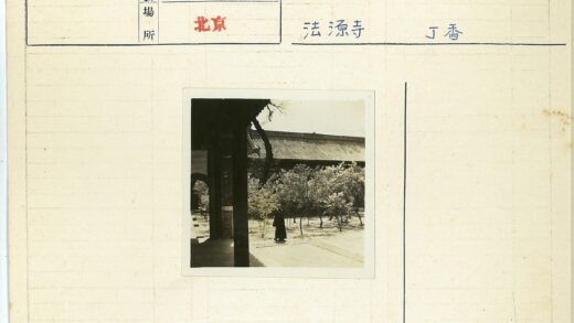 传统建筑庭院小树景.jpg