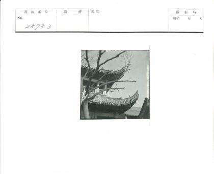 传统建筑弯曲屋顶晴空枯树.jpg