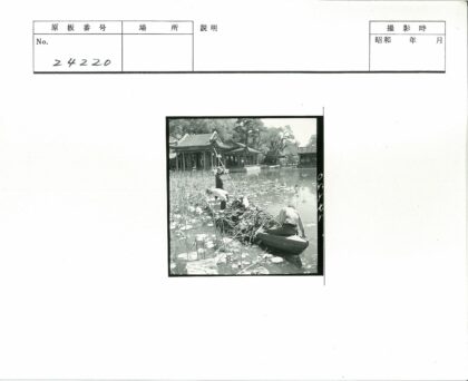 传统建筑旁三人划船采芦苇.jpg