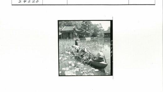 传统建筑旁三人划船采芦苇.jpg