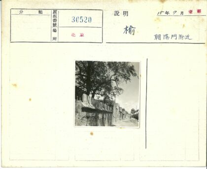 传统建筑林荫街道景观.jpg