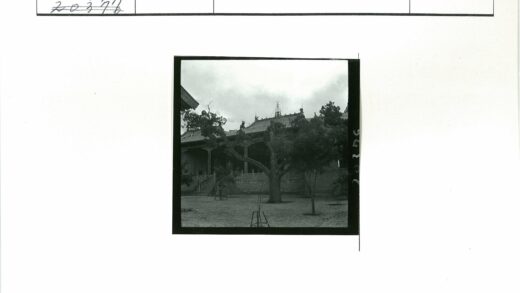 传统建筑瓦顶与古树景观.jpg
