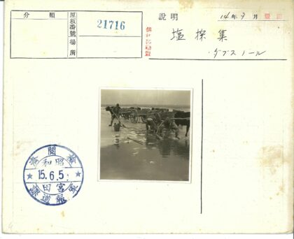 传统浅水采盐与牛车运输.jpg