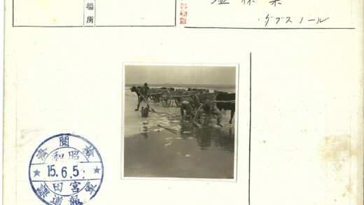 传统浅水采盐与牛车运输.jpg