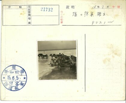 传统牛车耕作水洼地.jpg