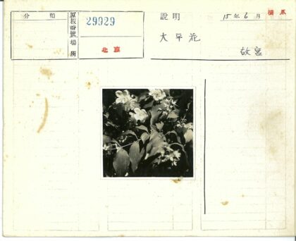 光影交织的花叶簇.jpg