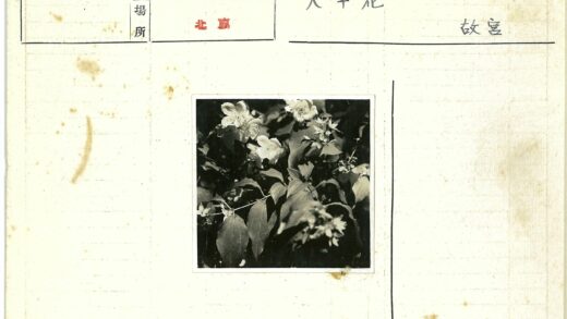 光影交织的花叶簇.jpg