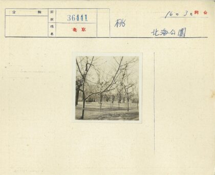 公园枯树伸展枝干景观.jpg