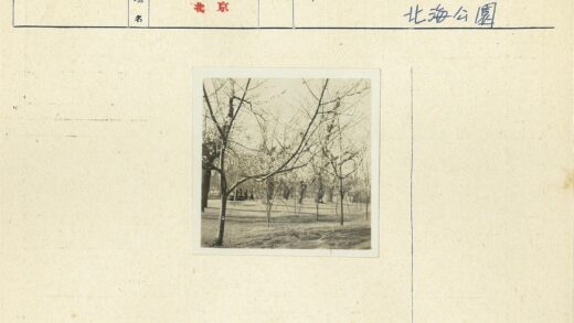 公园枯树伸展枝干景观.jpg