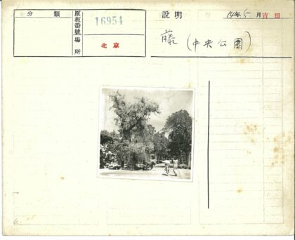公园绿荫下的漫步.jpg