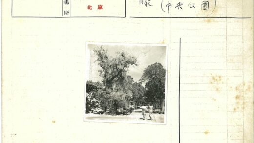 公园绿荫下的漫步.jpg