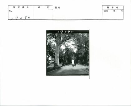 公园绿荫小路工作背景.jpg