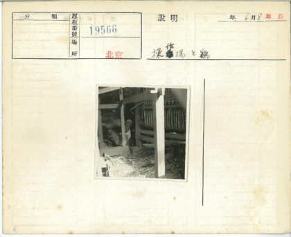 公鸡稻草木结构编织设备.jpg