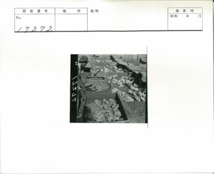 养鸭人照料鸡鸭的木制围场.jpg