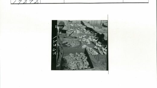 养鸭人照料鸡鸭的木制围场.jpg
