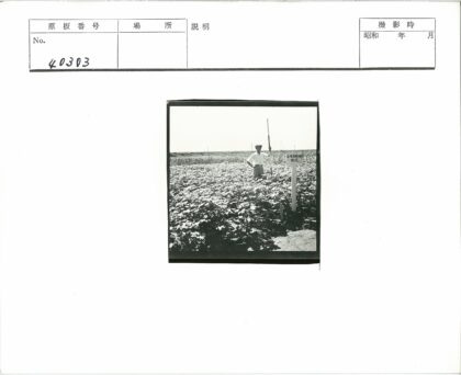 农夫手持长竿田间劳作.jpg