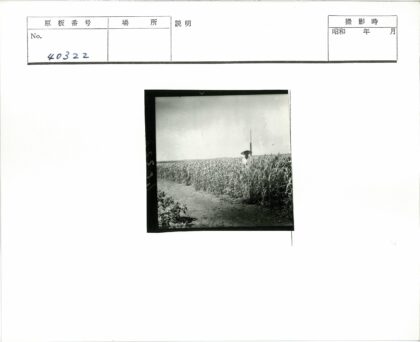 农夫携长物穿行麦田土路.jpg