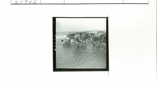 农夫浅水区劳作与牛车.jpg