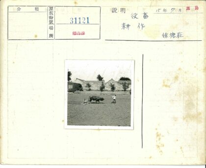 农夫牵牛犁地石屋背景.jpg