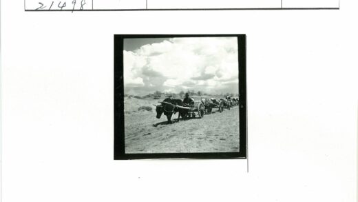 农夫牵牛车行土路.jpg